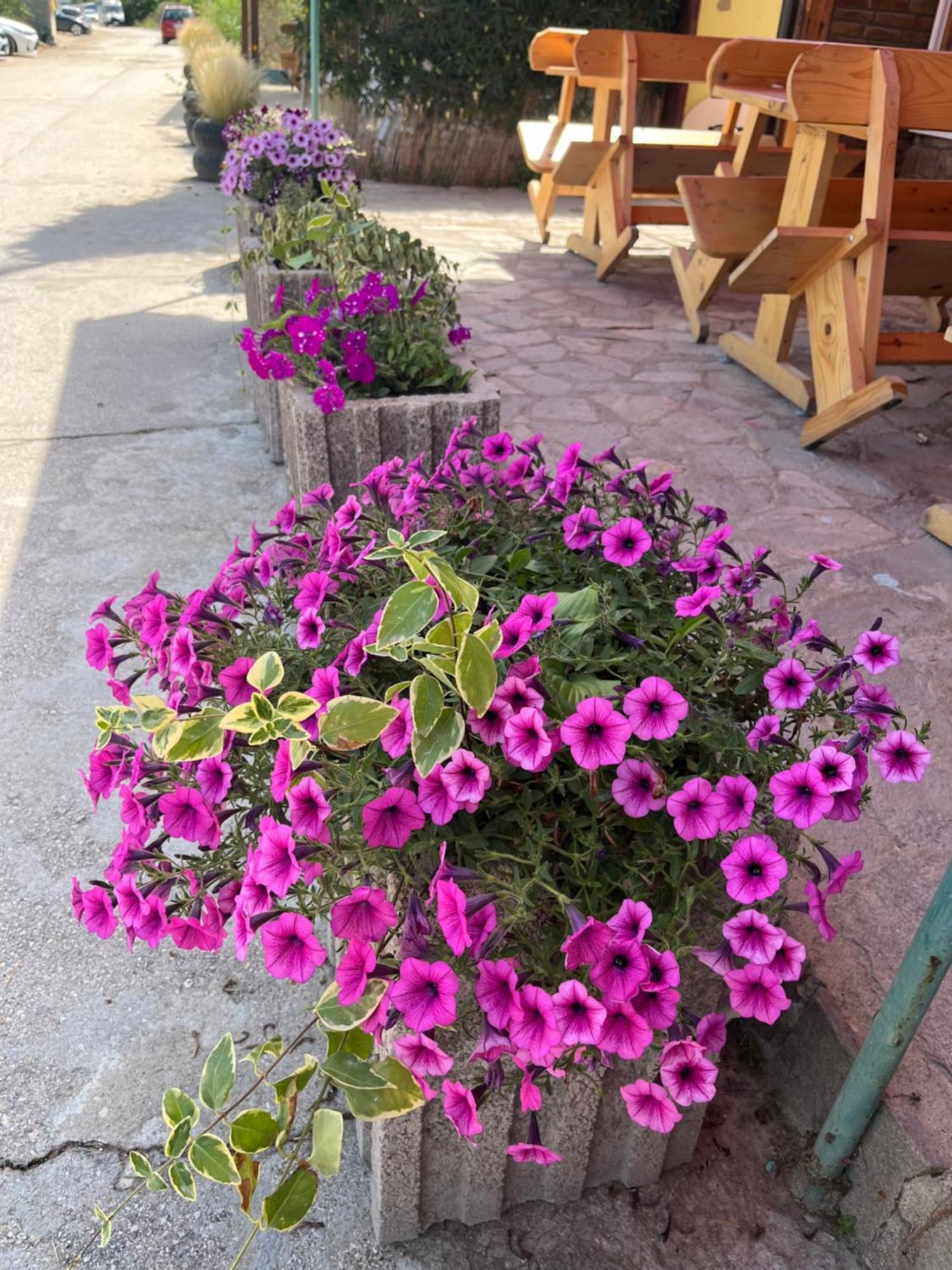 Family Hotel Globus Altın Kumlar Dış mekan fotoğraf